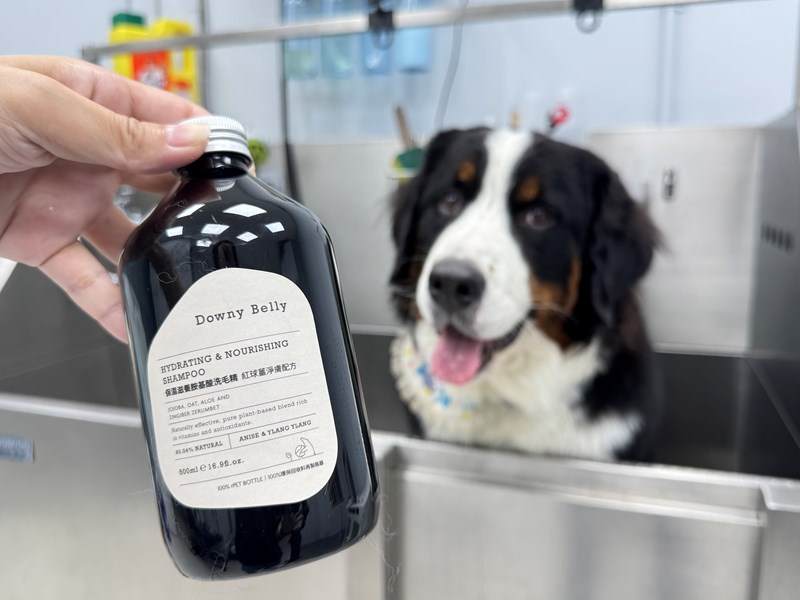 女人知己試用大隊,口碑行銷,部落客行銷,Downy Belly毛肚子,Downy Belly 保濕滋養胺基酸洗毛精,紅球薑淨膚配方,Downy Belly 保濕滋養胺基酸洗毛精-紅球薑淨膚配方,洗品天生防禦力，皮膚天生就很強,除了洗乾淨，其他的真的先不用,胺基酸清潔因子,好的界面活性劑，才能好洗,好沖淨,不易殘留,適量的細緻泡泡,狗貓皆適用,加拿大毒物學家安全把關,100%環保回收料再製瓶器,零廢棄為目標,低敏洗毛精,寵物訓練師好評,Downy Belly毛肚子,Downy Belly 皮膚救急胺基酸洗毛精,IPMP舒緩配方,Downy Belly 皮膚救急胺基酸洗毛精-IPMP舒緩配方,洗品天生防禦力,皮膚天生就很強,除了洗乾淨,其他的真的先不用,胺基酸清潔因子,APG+胺基酸清潔因子,IPMP高安全的成分,好的界面活性劑,才能好洗、好沖淨、不易殘留,適量的細緻泡泡,狗貓皆適用,加拿大毒物學家安全把關,100%環保回收料再製瓶器,零廢棄為目標,低敏洗毛精,寵物訓練師好評